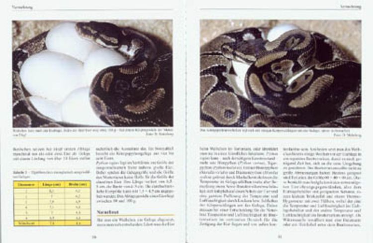 Amazon | Ball Pythons: A Complete Guide to Python Regius