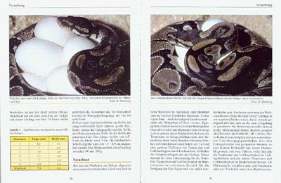 Produktbild: Python regius