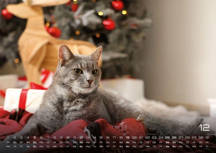 Produktbild: Miau - Unsere Stubentiger - Der Katzenkalender - 2027 - Kalender DIN A2