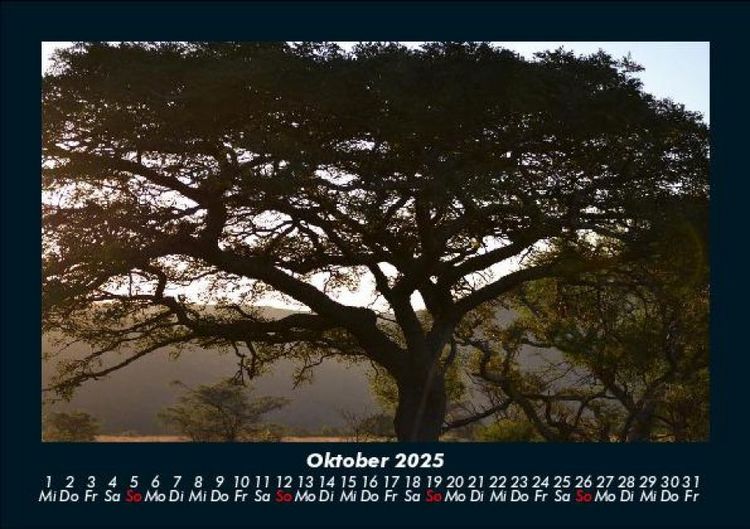 Produktbild: B&auml;ume 2025 Fotokalender DIN A5