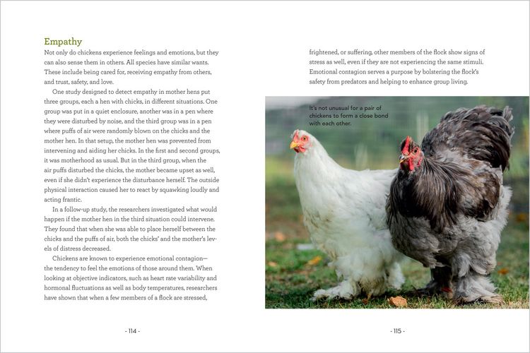 Produktbild: How to Read a Chicken's Mind