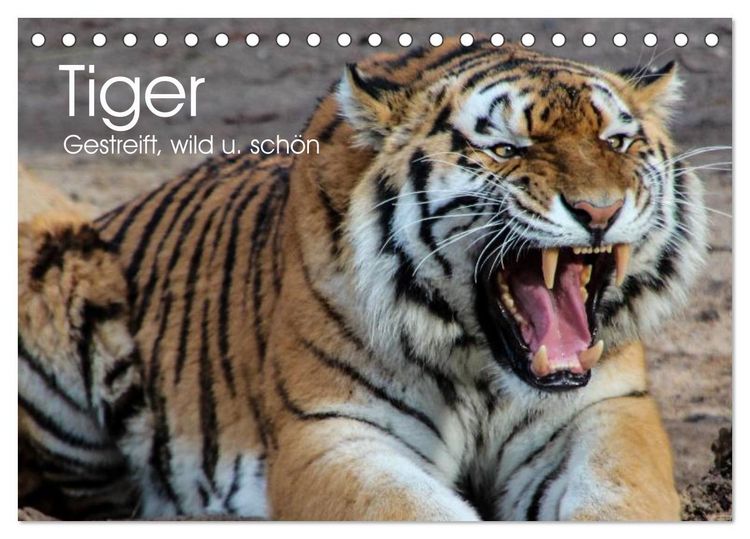Produktbild: Tiger. Gestreift, wild u. sch&ouml;n (Tischkalender 2026 DIN A5 quer), CALVENDO Monatskalender