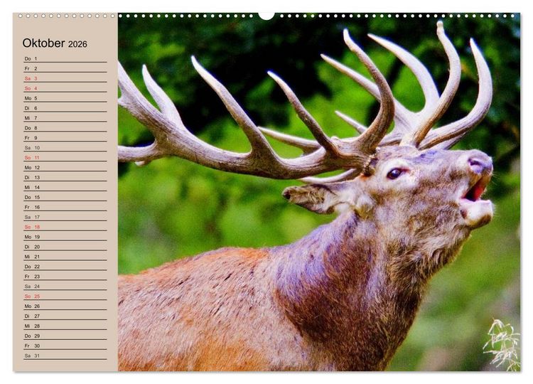Produktbild: Rotwild. Edle Hirsche, stolze K&uuml;he (Wandkalender 2026 DIN A2 quer), CALVENDO Monatskalender