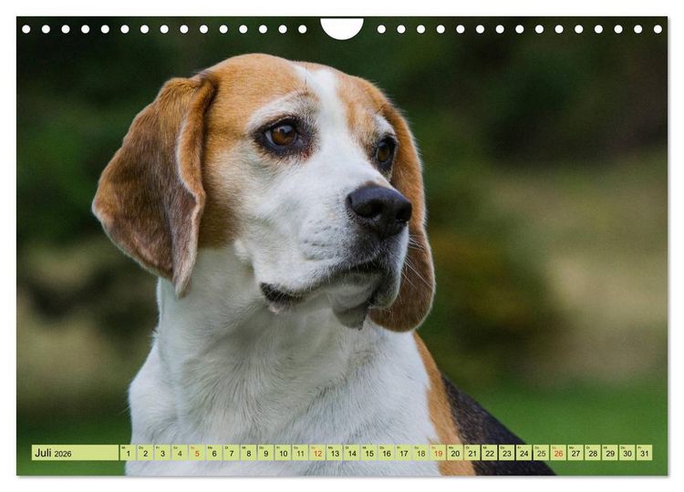 Produktbild: Beagle - Herz auf 4 Pfoten (Wandkalender 2026 DIN A4 quer), CALVENDO Monatskalender