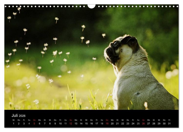 Produktbild: Der MOPS-Kalender (Wandkalender 2026 DIN A3 quer), CALVENDO Monatskalender