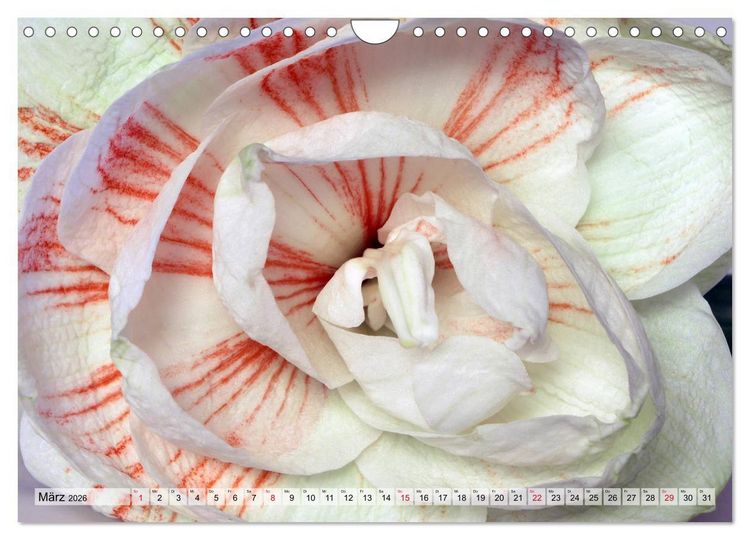 Produktbild: Amaryllis-Bl&uuml;ten (Wandkalender 2026 DIN A4 quer), CALVENDO Monatskalender
