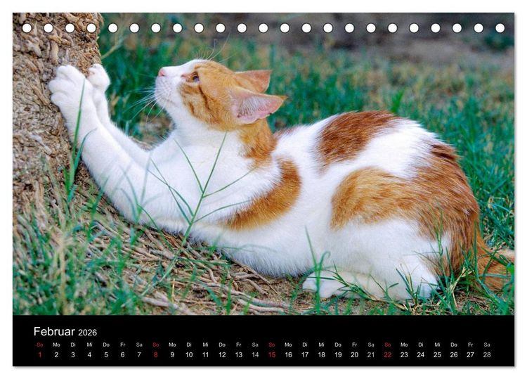 Produktbild: Katzen (Tischkalender 2026 DIN A5 quer), CALVENDO Monatskalender