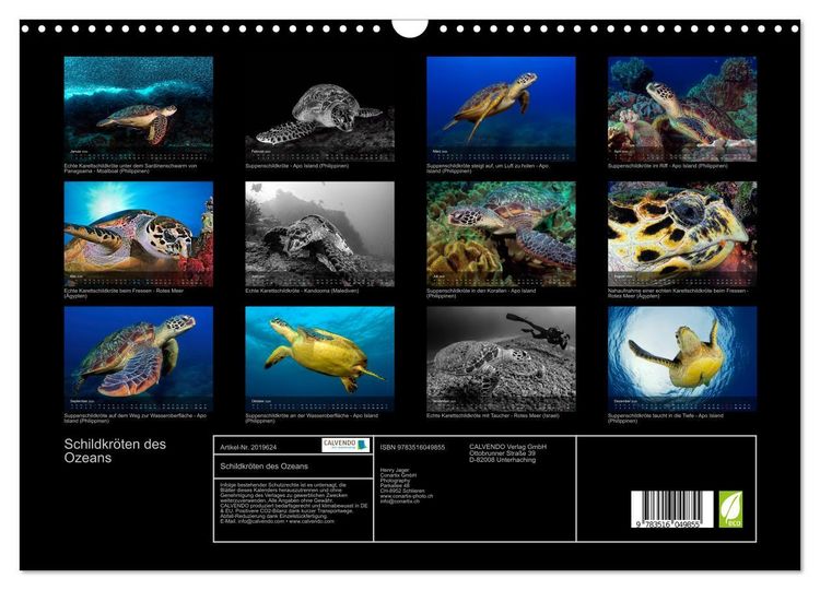 Produktbild: Schildkr&ouml;ten des Ozeans (Wandkalender 2026 DIN A3 quer), CALVENDO Monatskalender