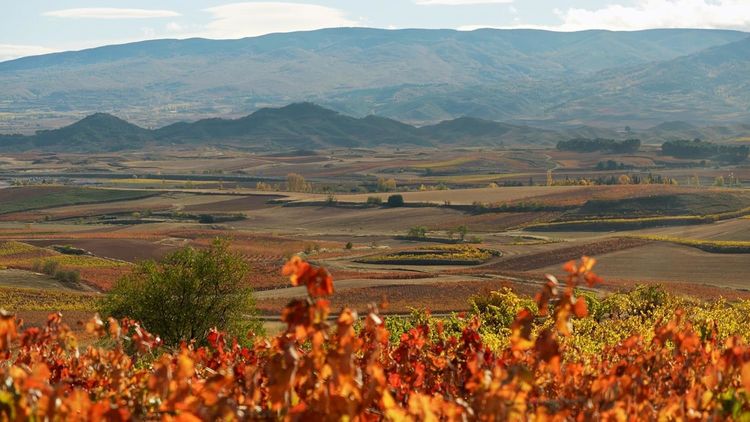 Produktbild: Das Land der tausend Weine (OmU)