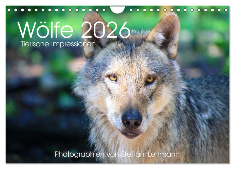 Produktbild: W&ouml;lfe 2026. Tierische Impressionen (Wandkalender 2026 DIN A4 quer), CALVENDO Monatskalender
