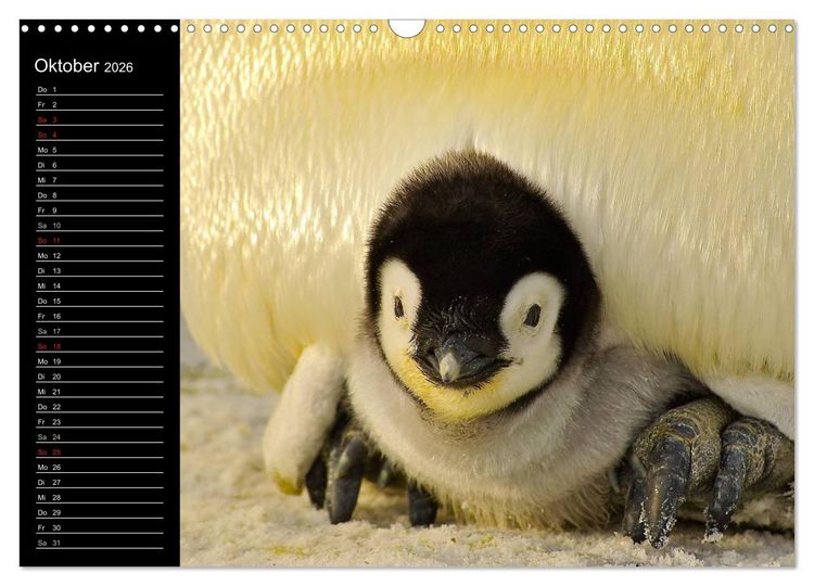 Produktbild: Pinguine - Kaiser- und K&ouml;nigspinguine (Wandkalender 2026 DIN A3 quer), CALVENDO Monatskalender