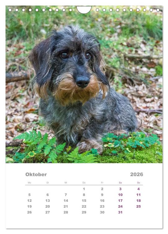Produktbild: Dackel(augen)blicke (Wandkalender 2026 DIN A4 hoch), CALVENDO Monatskalender