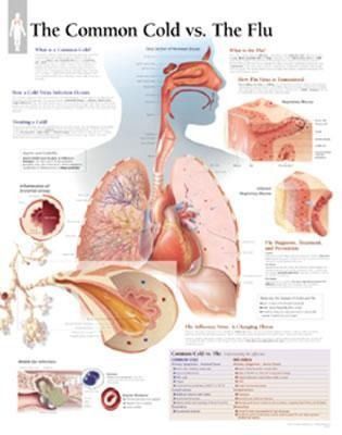 Produktbild: Common Cold Vs Flu Chart