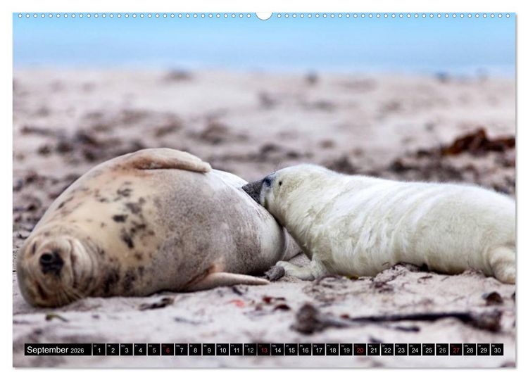 Produktbild: Robbenbabys (hochwertiger Premium Wandkalender 2026 DIN A2 quer), Kunstdruck in Hochglanz