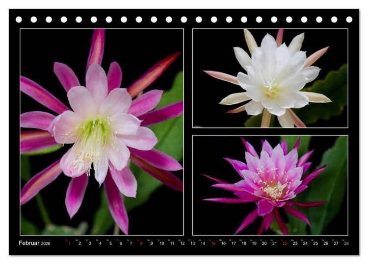 Produktbild: Epiphyllum-Hybriden (Tischkalender 2026 DIN A5 quer), CALVENDO Monatskalender