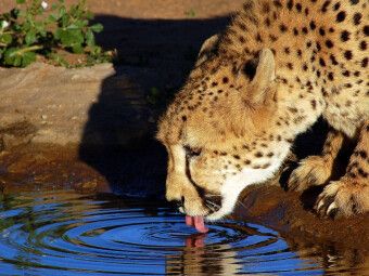 Produktbild: CALVENDO Puzzle Gepard | 1000 Teile Lege-Gr&ouml;&szlig;e 64x48cm Foto-Puzzle f&uuml;r gl&uuml;ckliche Stunden