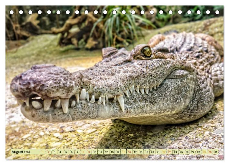 Produktbild: Urzeitreptilien - Krokodil (Tischkalender 2026 DIN A5 quer), CALVENDO Monatskalender