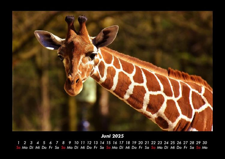 Produktbild: Giraffen 2025 Fotokalender DIN A3