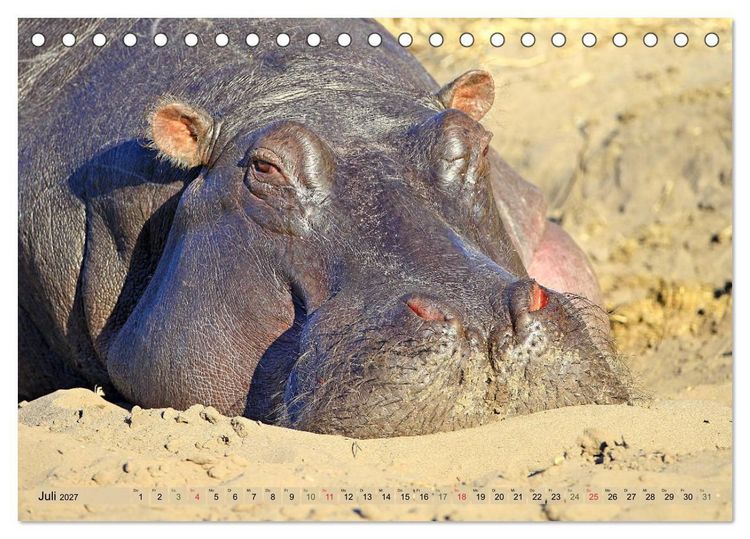 Produktbild: Hippos - Begegnungen in Afrika (Tischkalender 2027 DIN A5 quer), CALVENDO Monatskalender