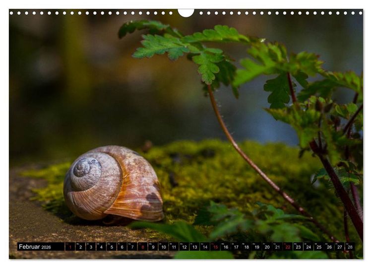 Produktbild: Salamander und Co. (Wandkalender 2026 DIN A3 quer), CALVENDO Monatskalender