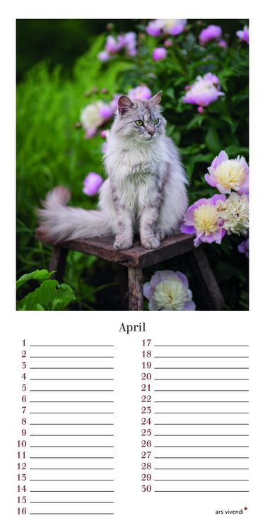 Produktbild: Geburtstagskalender Katzen