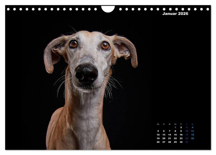 Produktbild: Die Stimme der Windhunde (Wandkalender 2026 DIN A4 quer), CALVENDO Monatskalender
