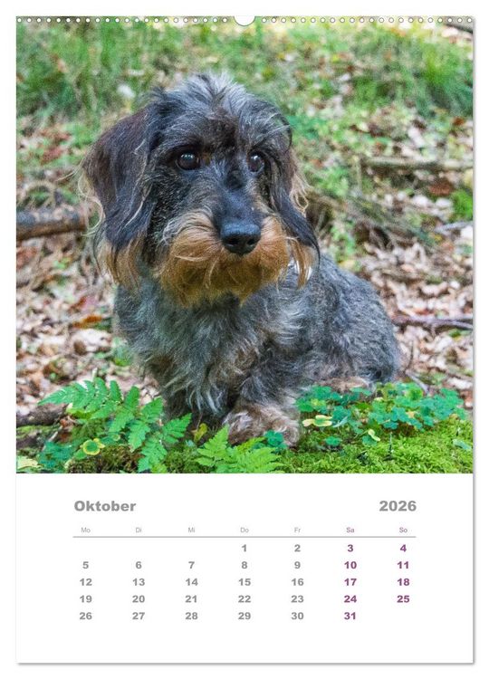 Produktbild: Dackel(augen)blicke (Wandkalender 2026 DIN A2 hoch), CALVENDO Monatskalender