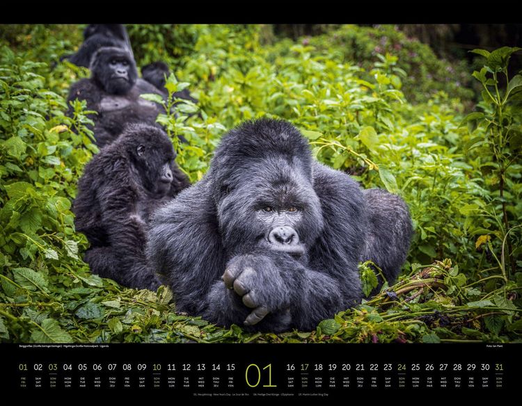 Produktbild: Wildes Afrika Kalender 2027