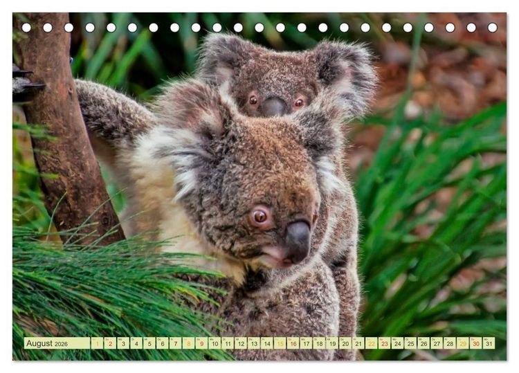 Produktbild: Koala - kleiner Teddy (Tischkalender 2026 DIN A5 quer), CALVENDO Monatskalender