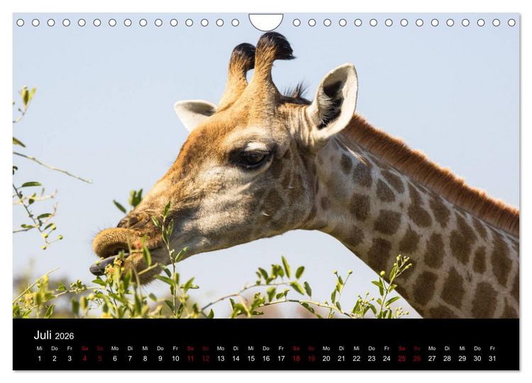 Produktbild: Afrika - Faszination Tierwelt (Wandkalender 2026 DIN A4 quer), CALVENDO Monatskalender