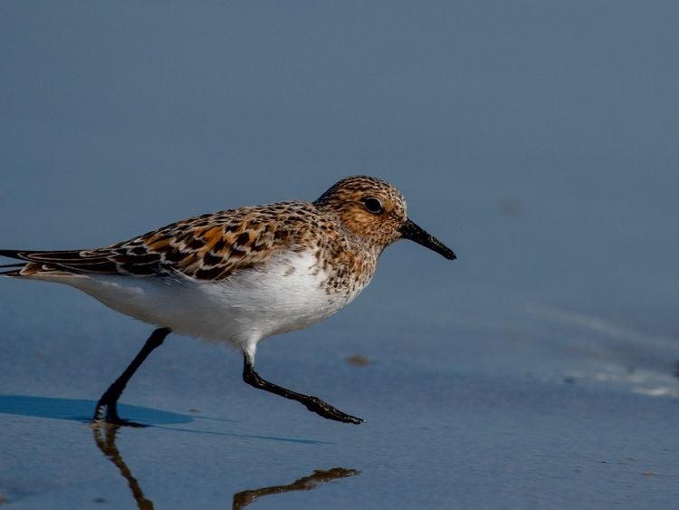Produktbild: CALVENDO Puzzle Sanderling | 1000 Teile Lege-Gr&ouml;&szlig;e 64x48cm Foto-Puzzle f&uuml;r gl&uuml;ckliche Stunden
