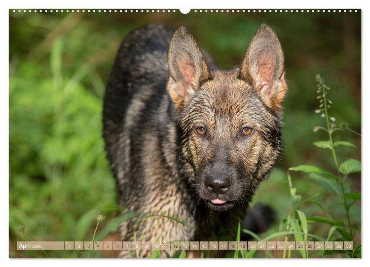 Produktbild: Sch&auml;ferhunde - Freunde auf 4 Pfoten (hochwertiger Premium Wandkalender 2026 DIN A2 quer), Kunstdruck in Hochglanz