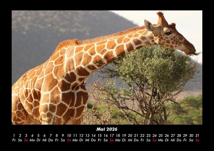 Produktbild: Giraffen 2026 Fotokalender DIN A3