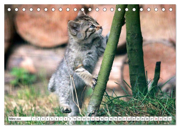 Produktbild: Wildkatzen - Die lautlosen J&auml;ger des Waldes (Tischkalender 2026 DIN A5 quer), CALVENDO Monatskalender