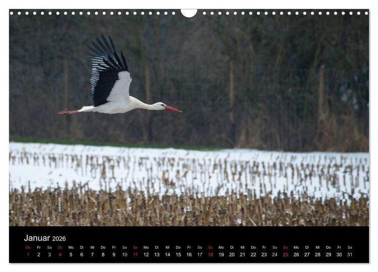 Produktbild: Ein Jahr bei den St&ouml;rchen (Wandkalender 2026 DIN A3 quer), CALVENDO Monatskalender