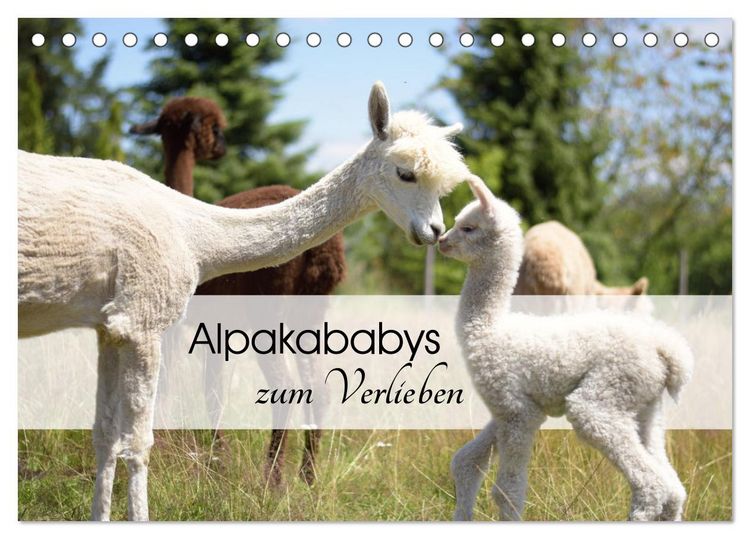 Produktbild: Alpakababys zum Verlieben (Tischkalender 2026 DIN A5 quer), CALVENDO Monatskalender