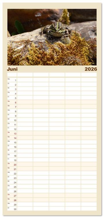 Produktbild: Familienplaner 2026 - Frosch Karl, Hans und Max im Einklang der Natur mit 5 Spalten (Wandkalender, 21 x 45 cm) CALVENDO