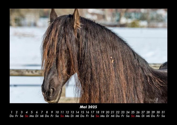 Produktbild: Pferdegefl&uuml;ster 2025 Fotokalender DIN A3