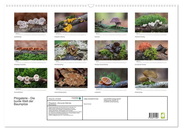 Produktbild: Pilzgalerie - Die bunte Welt der Baumpilze (Wandkalender 2027 DIN A2 quer), CALVENDO Monatskalender