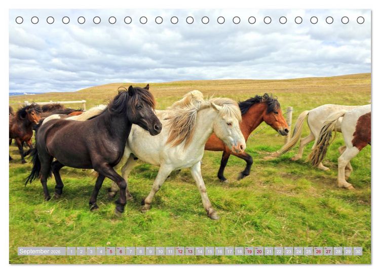 Produktbild: Islandpferde - Die tierischen Stars der Insel (Tischkalender 2026 DIN A5 quer), CALVENDO Monatskalender