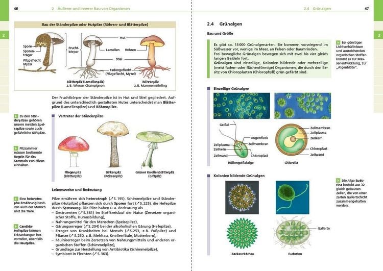 Produktbild: Basiswissen Schule &ndash; Biologie 5. bis 10. Klasse