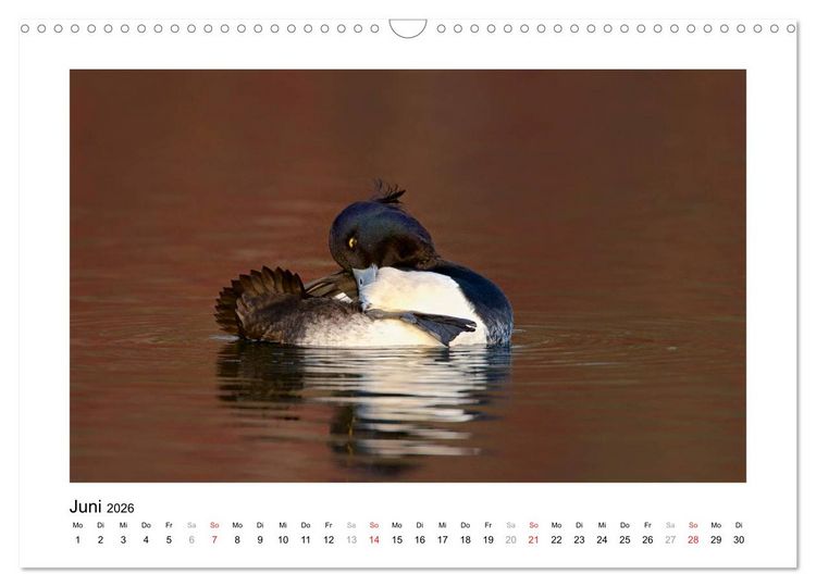 Produktbild: Geschnatter - Enten und G&auml;nse in Deutschland (Wandkalender 2026 DIN A3 quer), CALVENDO Monatskalender