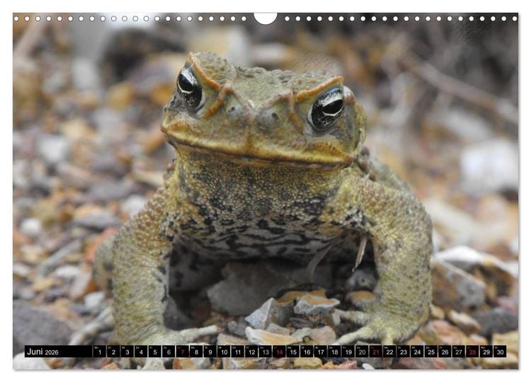 Produktbild: Australiens Tierwelt (Wandkalender 2026 DIN A3 quer), CALVENDO Monatskalender