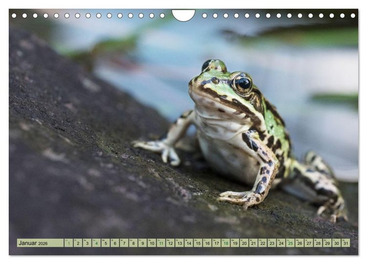Produktbild: Fr&ouml;hliche Fr&ouml;sche (Wandkalender 2026 DIN A4 quer), CALVENDO Monatskalender