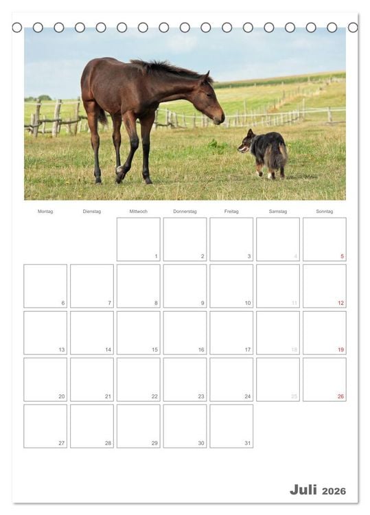 Produktbild: Fohlen und Jungpferde (Tischkalender 2026 DIN A5 hoch), CALVENDO Monatskalender