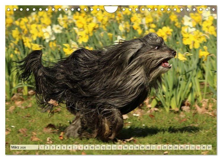 Produktbild: Tibet Terrier Theo (Wandkalender 2026 DIN A4 quer), CALVENDO Monatskalender