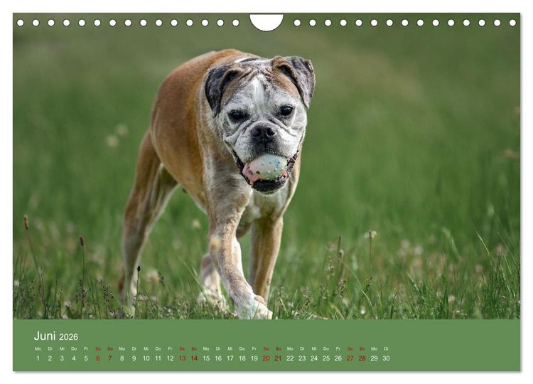 Produktbild: Fantastische Boxer - Sieger der Herzen (Wandkalender 2026 DIN A4 quer), CALVENDO Monatskalender