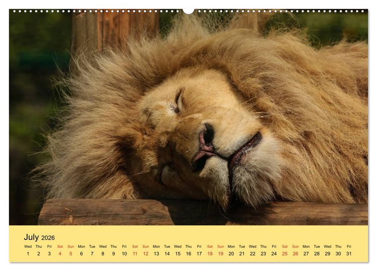Produktbild: Just Big Cats (High Quality Premium Wall Calendar 2026 DIN A2 landscape),CALVENDO 12 Month Wall Calendar
