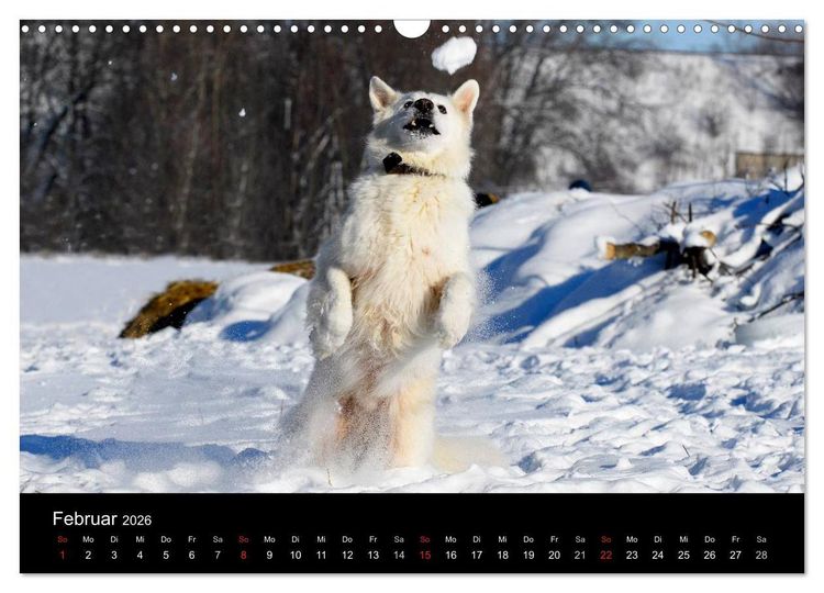 Produktbild: Wei&szlig;er Schweizer Sch&auml;ferhund (Wandkalender 2026 DIN A3 quer), CALVENDO Monatskalender