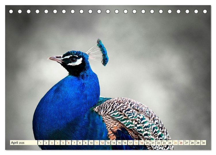 Produktbild: Sch&ouml;ner Pfau (Tischkalender 2026 DIN A5 quer), CALVENDO Monatskalender